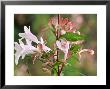 Abelia X Grandiflora Agm In Flower by Mark Bolton Limited Edition Print