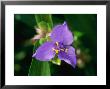 Prairie Spiderwort by Mark Bolton Limited Edition Print