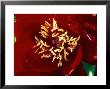 Paeonia Buckeye Belle (Peony), Close-Up Of Dark Maroon Flower by Mark Bolton Limited Edition Print