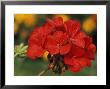 Pelargonium (Patio Scarlet) by Chris Burrows Limited Edition Print