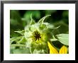 Helianthus Annuus (Gold & Silver) Flower Bud by Chris Burrows Limited Edition Print