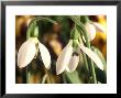 Galanthus Elwesii (Snowdrop) Close-Up Of White Flower, January by Chris Burrows Limited Edition Print
