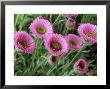 Erigeron Four Winds by Chris Burrows Limited Edition Print