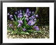 Scilla Sibirica Spring Beauty by Brian Carter Limited Edition Print