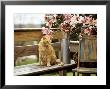 Close-Up Of Alert Ginger Cat, On Wooden Bench, With Twigs Of Flowering Magnolia In Metal Jug by Erika Craddock Limited Edition Print
