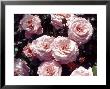 Rosa Macrexy (Syn. Rosa Sexy Rexy) (Floribunda Rose), Pink Flower by Dennis Davis Limited Edition Print