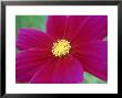 Cosmos Sulphureus Dazzler (Cosmos), Close-Up Of Pink Flower by Michael Davis Limited Edition Print
