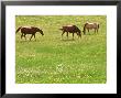 Three Horses In Field Of Buttercups & Cow Parsley by Bjorn Forsberg Limited Edition Print