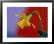 Narcissus In Glass Container With Red & Blue Background by James Guilliam Limited Edition Print