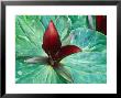 Trillium Chloropetalum Gigantium by Sunniva Harte Limited Edition Print