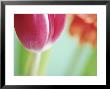 Tulipa T Marjoletti by Andre Jordan Limited Edition Pricing Art Print