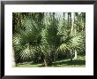 Bismarckia Nobilis (Fan Palm) by Michele Lamontagne Limited Edition Pricing Art Print