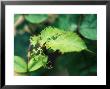 Rose Leaves Damaged By Sawfly Lavae by David Murray Limited Edition Print