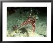 Hingeback Shrimp, Dancing, New Caledonia by Tobias Bernhard Limited Edition Print