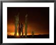 Cordon Cacti, Panorama, Mexico by Tobias Bernhard Limited Edition Print