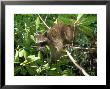 Raccoon, Colombian Caribbean by Aldo Brando Limited Edition Print