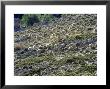 Sheep, Herd Feeding On Meadow, Andalucia, Spain by Olaf Broders Limited Edition Print