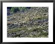 Sheep, Herd Feeding On Meadow, Andalucia, Spain by Olaf Broders Limited Edition Pricing Art Print