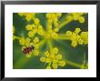Beetle On Umbel Flower, Spain by Olaf Broders Limited Edition Print