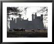 Mansion With Backlit Sheep, Somerset, Uk by David Clapp Limited Edition Print