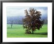 Scene In Cades Cove, Tn, Usa by Willard Clay Limited Edition Pricing Art Print