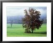 Scene In Cades Cove, Tn, Usa by Willard Clay Limited Edition Print