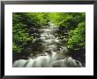 The Middle Prong Of The Little River In Late Spring, Tennessee, Usa by Willard Clay Limited Edition Print