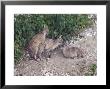 Ibex, Young Ibex Playing, Switzerland by David Courtenay Limited Edition Print