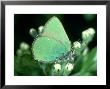 Green Hairstreak, East Sussex by Larry Crowhurst Limited Edition Print