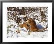 Mountain Lion, Male Courting Female, Rocky Mountains by Daniel Cox Limited Edition Pricing Art Print