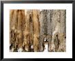 Annual Raw Fur Auction Held By The Alaska Trappers Association, Alaska, Usa by Daniel Cox Limited Edition Print