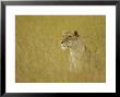 African Lion, Female Sitting In Grass, Kenya, Africa by Daniel Cox Limited Edition Print