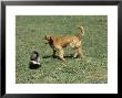Striped Skunk In Defensive Posture Trying To Spray Dog by Daniel Cox Limited Edition Print