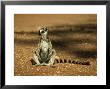 Ring-Tailed Lemur, Sunbathing, Madagascar by Kenneth Day Limited Edition Print