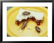 American Cockroach, Periplaneta Americana, Eating Improperly Stored Food by David M. Dennis Limited Edition Print