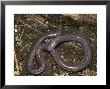 Caecilian, Costa Rica by David M. Dennis Limited Edition Pricing Art Print