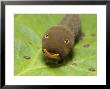 Tiger Swallowtail Butterfly, Caterpillar, North Carolina, Usa by David M. Dennis Limited Edition Print