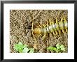 Centipede, Eating A Spider, Portugal by Paulo De Oliveira Limited Edition Print