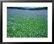 Linseed Field In Summer, England, Uk by Mike England Limited Edition Print