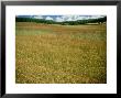 Linseed Field In Autumn, England, Uk by Mike England Limited Edition Print