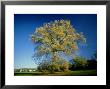Oak In Autumn by Mike England Limited Edition Print