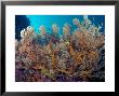 Gorgonian Coral And Reef Scene, Malaysia by David B. Fleetham Limited Edition Pricing Art Print