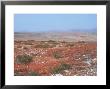 Foothills, Fuerteventura, Canary Isles by David Fox Limited Edition Print