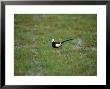 Pheasant-Tailed Jacana, Single, India by Patricio Robles Gil Limited Edition Print