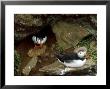 Atlantic Puffin, Pair, Iceland by Patricio Robles Gil Limited Edition Print