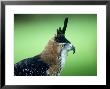 Ornate Hawk-Eagle, Portrait, Mexico by Patricio Robles Gil Limited Edition Print