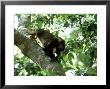 Howler Monkey In Tree, Mexico by Patricio Robles Gil Limited Edition Print