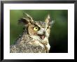 Great Horned Owl, Bubo Viginianus Close Up Portrait, Calling, Usa by Mark Hamblin Limited Edition Print