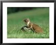 Stoat, Adult On Rock In Meadow by Mark Hamblin Limited Edition Print
