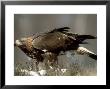 Golden Eagle On Ground, Scotland, Uk by Mark Hamblin Limited Edition Print